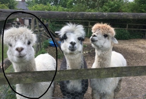 Nearly 1kg white alpaca - nearly,