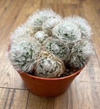Mammillaria bocasana