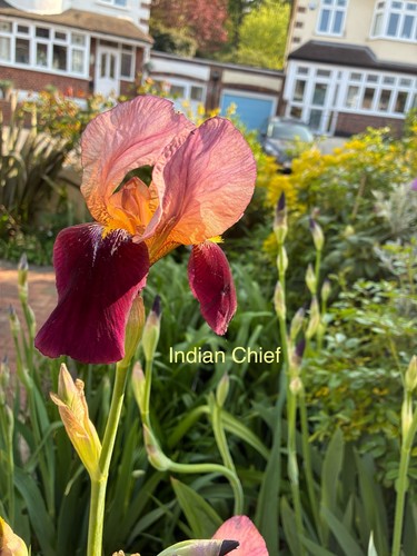 Historic iris germanica - iris,
