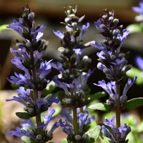 Ajuga reptans chocolate chip - reptans, 'chocolate