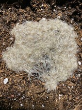 Live White worm worms Starter