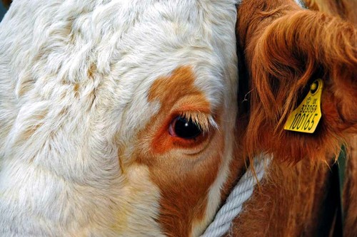 Pedigree simmental cow cattle - simmental,