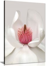 White Magnolia Flower Petals