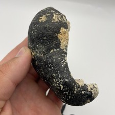 Whale Earbone Fossil South