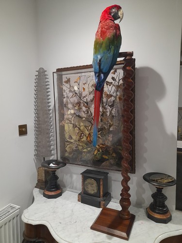 Stunning taxidermy macaw - stunning, rare