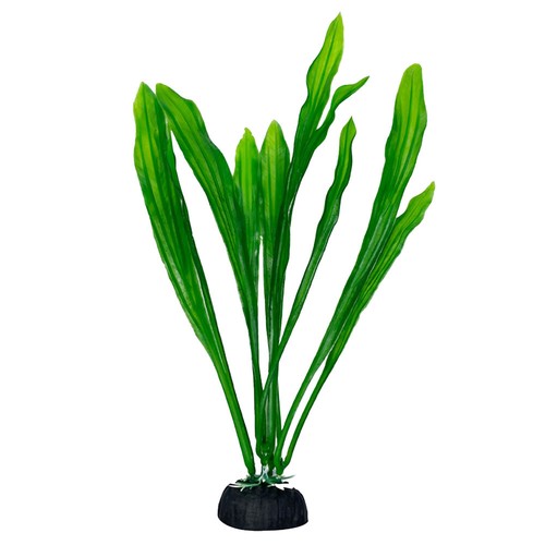 Swell green echinodorus - swell,