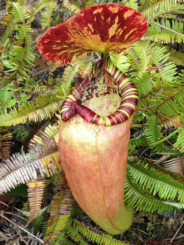 Nepenthes sumatrana - sumatrana,
