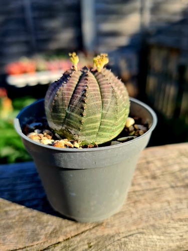 Euphorbia obesa the baseball - euphorbia,