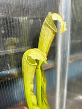 Sarracenia loch ness mkh145 - sarracenia,