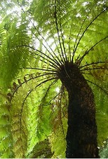 Dicksonia antarctica, hardy