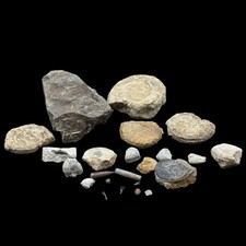 1kg British Fossil Mix x 23 | Jurassic Dorset & Somerset Fossils | Genuine UK