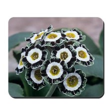 Primula Auricula Seeds ~