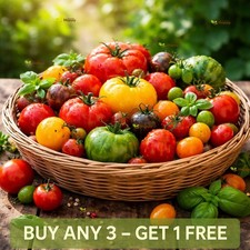 Tomato Mix - 100 Seeds -