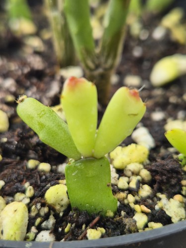 Schlumbergera russelliana vale - schlumbergera,