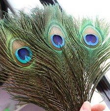 1-20 Peacock Tail Feathers