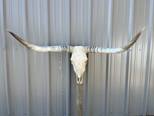 Longhorn STEER SKULL 4 Feet 4