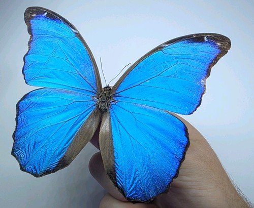 Morpho didius set - didius,