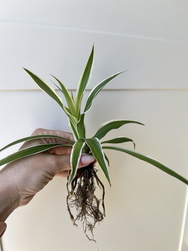 Spider plant chlorophytum - spider,