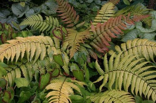Dryopteris lepidopoda sunset - dryopteris,
