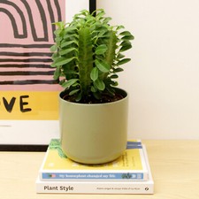 Euphorbia trigona African Milk Tree in 12cm Pot - Tall Succulent Indoor Plant