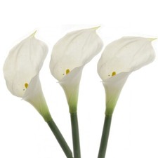 Artificial Real Touch Calla Lily Bundle of 3 Stems 66cm/26 Inches White