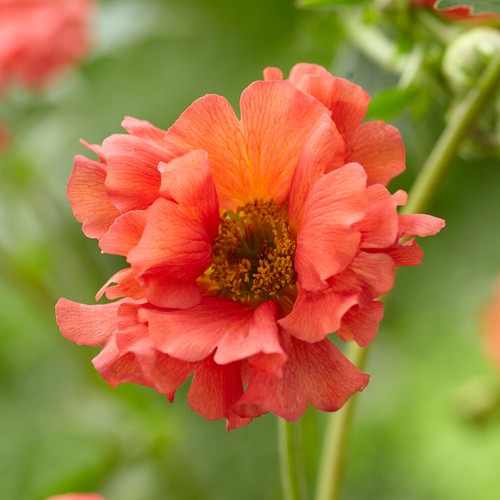Geum coral tempest hardy - geum,