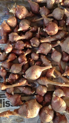Red mammoth organic sunchoke - mammoth, /