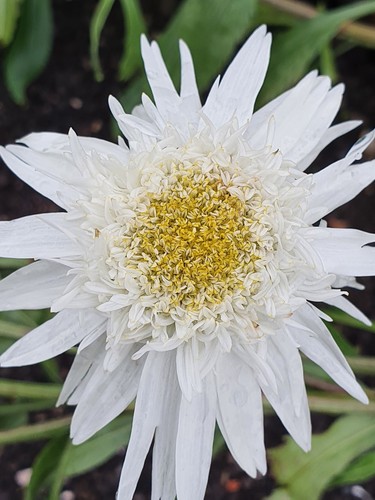 Leucanthamum superbum - x,