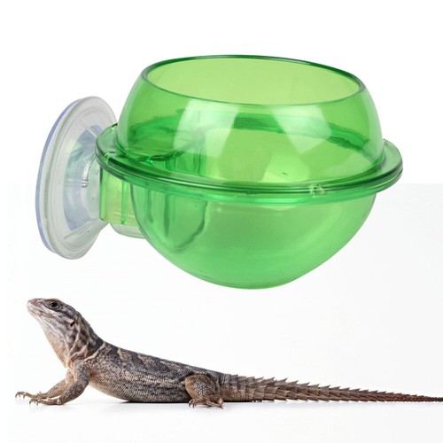 Crested gecko tank - crested,