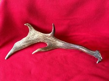 FALLOW DEER ANTLER 548g