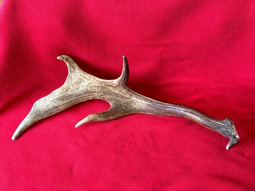 Fallow deer antler - fallow,