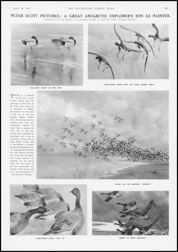 1934 fine art birds peter - birds,