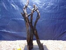 XX-Large Driftwood Mounted on