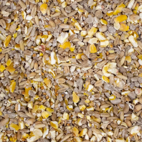 Wild bird food - bird,