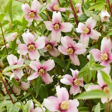 Mock Orange Philadelphus Petite Perfume Pink, Compact Fragrant Shrub, 9cm Pot