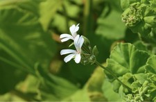 Pelargonium odoratissimum, 5
