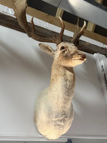 White fallow almost - white,