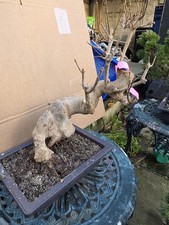 triangular maple, sugar maple