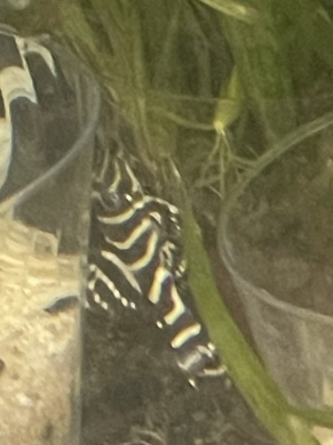 129 colombian false zebra - colombian,