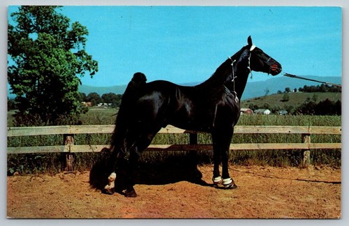 Champion tennessee walking - champion,