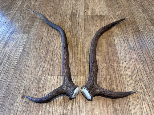 Red deer stag antler horn - stag,