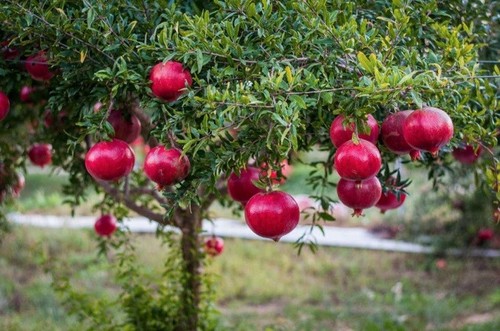 Hardy pomegranate - uk,