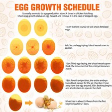 Egg Candler Incubator ABS