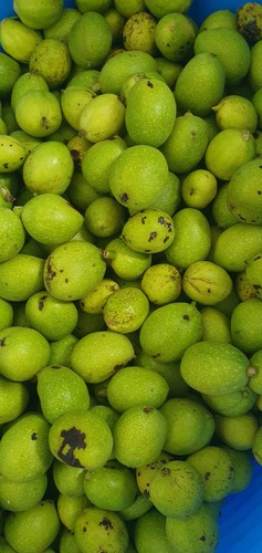 4kg fresh soft green - fresh,