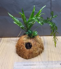 Anubias nana petite bolbitis - anubias,