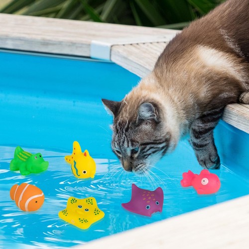 6pcs cat pool - cat,
