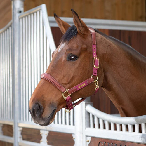 Shires velociti lusso padded - velociti,