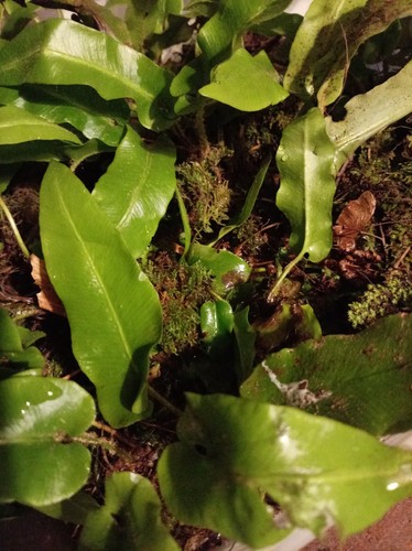 Large japanese bird nest - large,