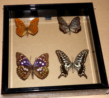 NEW GIFT BOXED TAXIDERMY