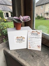 tradescantia nanouk In